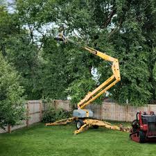 Best Lot and Land Clearing  in Angola, NY
