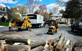 Best Root Management and Removal  in Angola, NY