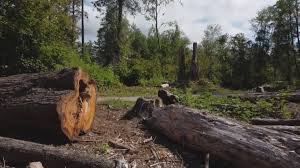 Best Arborist Consultation Services  in Angola, NY