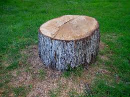 Best Emergency Tree Removal  in Angola, NY