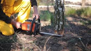Best Tree and Shrub Care  in Angola, NY