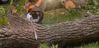  Angola, NY Tree Services Pros