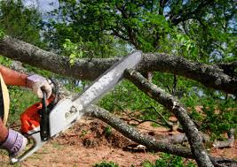 Best Commercial Tree Services  in Angola, NY