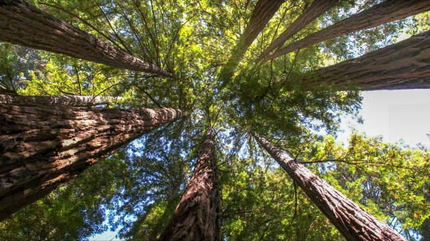 Best Tree Maintenance Programs  in Angola, NY