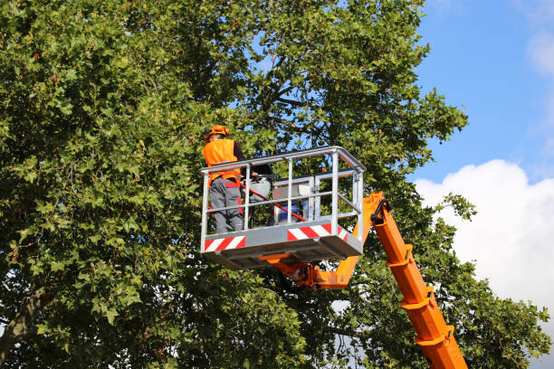 Mulching Services in Angola, NY