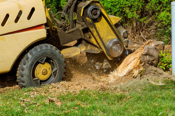 Best Aeration Services  in Angola, NY
