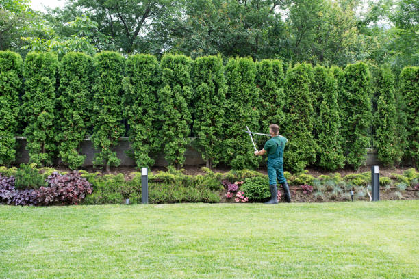 Best Lawn Grading and Leveling  in Angola, NY