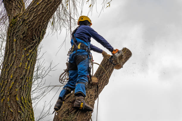 Best Tree Health Inspection  in Angola, NY