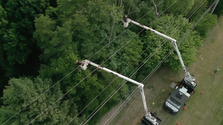 Best Seasonal Cleanup (Spring/Fall)  in Angola, NY