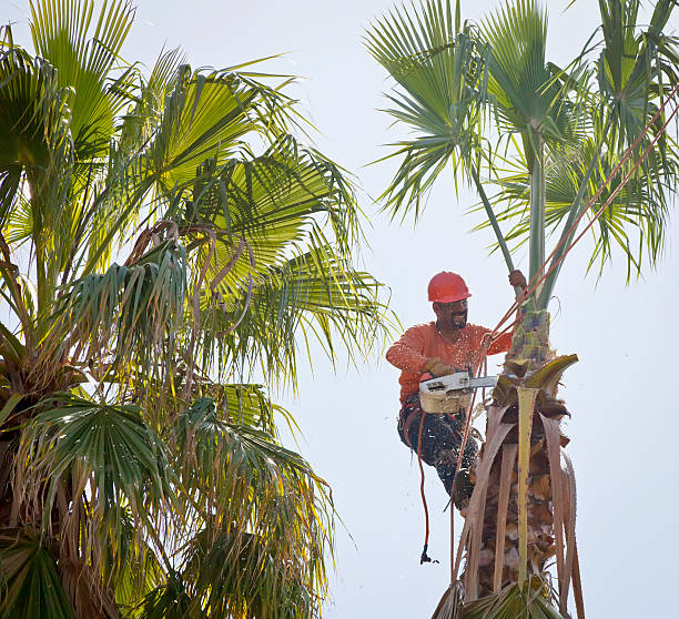 Best Hazardous Tree Removal  in Angola, NY