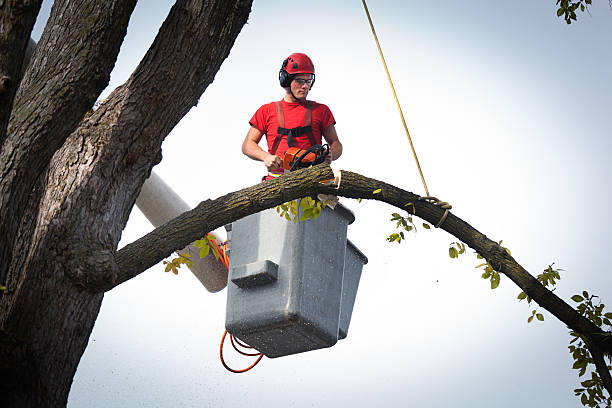 Best Tree Preservation Services  in Angola, NY