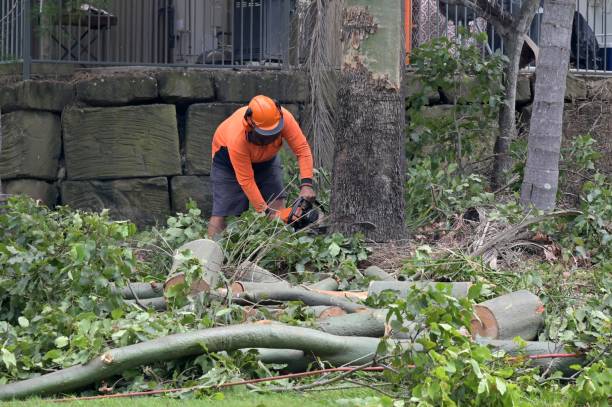 Trusted Angola, NY Tree Services Experts